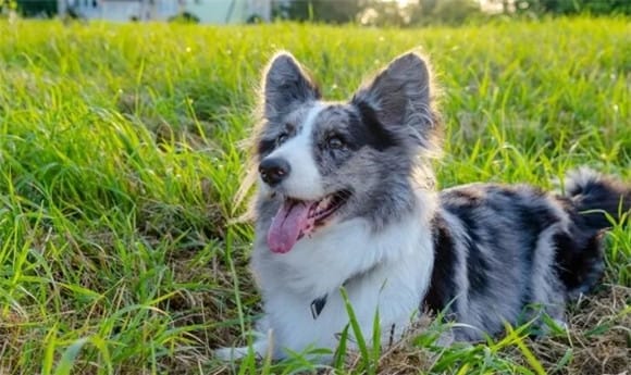 What are the advantages and disadvantages of the Border Collie?