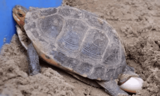 Turtles appear Pay attention to these behaviors