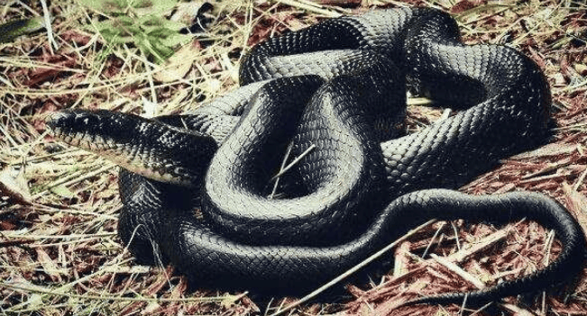 Black Are snakes poisonous? 