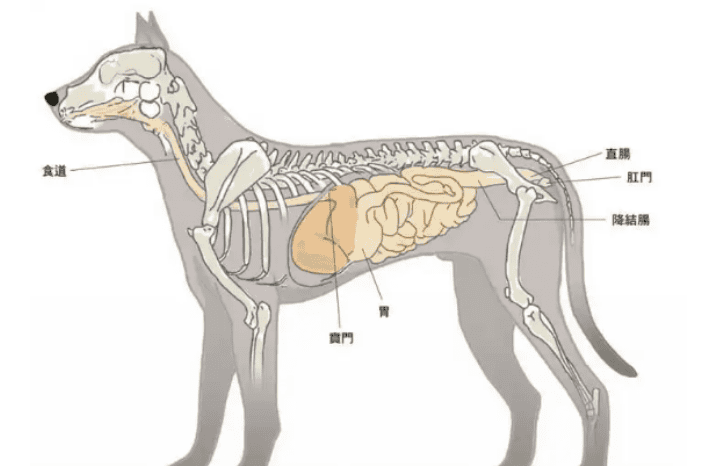 Why does the dog eat Haizhige? Doesn't it stink anymore? 