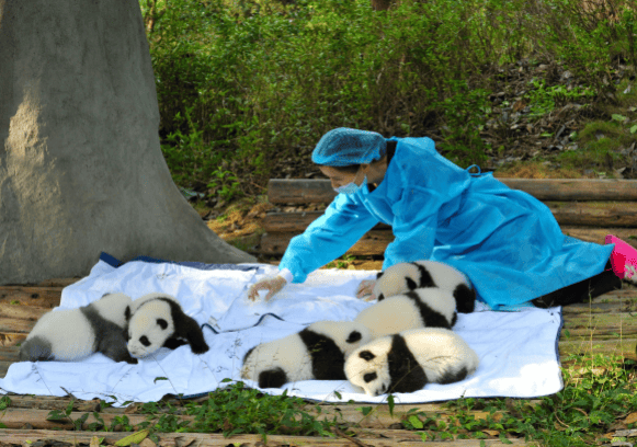  Giant panda counterattack, from endangered to vulnerable, how did the miracle happen? 