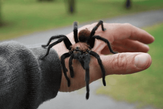 Why are you afraid of spiders? Is it because it's poisonous? 