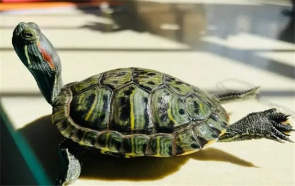 To be honest, if a turtle has these four behaviors, it means you are an excellent turtle breeder! 4. Turtle nails are not deformed</p><p>Turtle nails also need to be trimmed regularly to keep them neat and tidy. If the shape of the tortoise's nails is normal, with no deformities or abnormalities, the crawling posture is natural and powerful, neither crawling nor dragging, and the limbs, neck and leg sockets are not swollen, it means that the tortoise's living environment and diet are very beneficial to its growth and development. Owners should continue to pay attention to the health of the tortoise's nails and trim their nails regularly to avoid excessive length or deformity that may affect the tortoise's normal life. </p><p>If you have been raising turtles for many years, you have already done all the above points. So congratulations, you are an excellent turtle breeder. You have done a good job in raising the tortoise in all aspects. The tortoise lives happily under your care. </p>                        
        </div>
        <!-- 上下页 -->
        <div class=