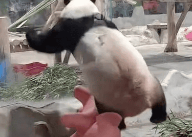 The live broadcast room of a giant panda shaking its buttocks sexyly was blocked for ten minutes. The picture is 