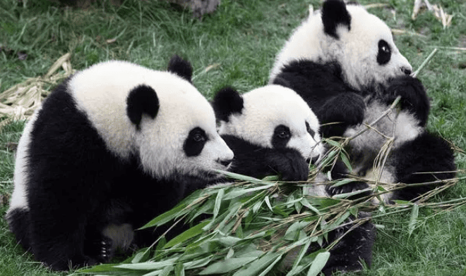 Interesting Encyclopedia of Giant Pandas: Ten Interesting Facts You Don't Know