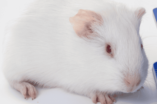 Popular Science Classroom| An article will introduce you to rats and guinea pigs