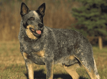 Feeding Points for Australian Cattle Dogs: The diet must be balanced