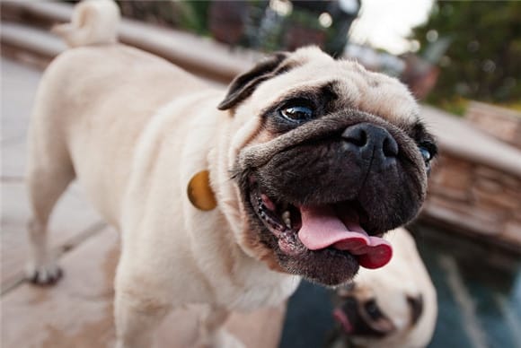 Shar-Pei Are leather dogs highly aggressive?