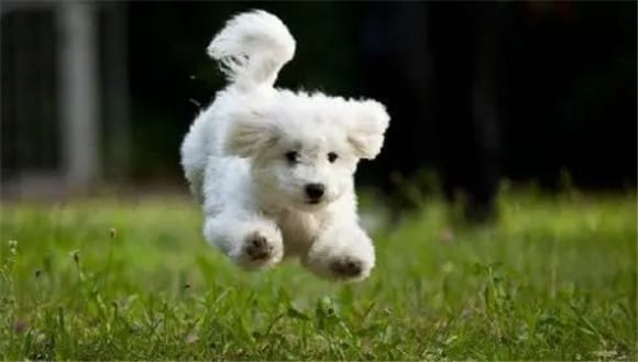 Little long curly dog