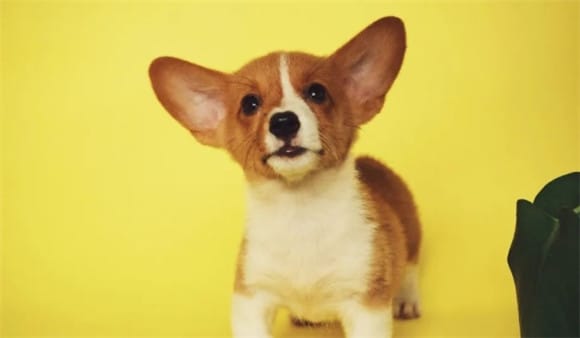 4 advantages and 3 disadvantages of Corgi dogs, you must know before raising a Corgi, don't wait until you regret it! 580