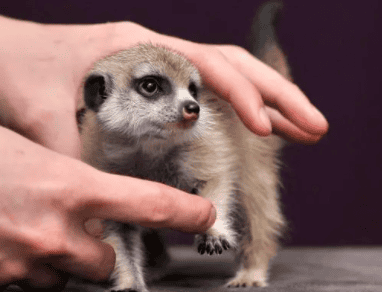 Disadvantages of Pet Meerkat What Do Meerkat Eat