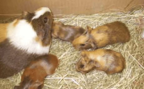 Common diseases and manifestations of guinea pigs ——Reproductive system diseases