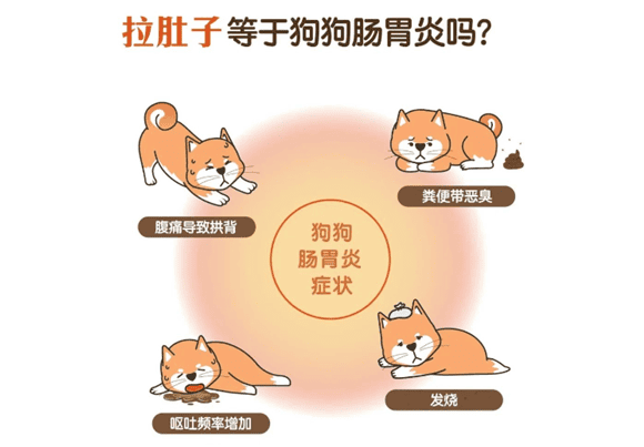 What to do if your dog has diarrhea? Understand 9 common causes in seconds, understand the effective care methods at once