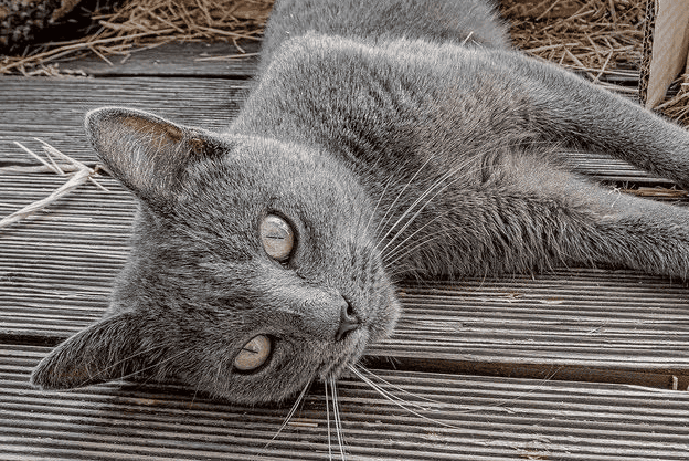 Cats can't come near people when they're about to die. Why? 