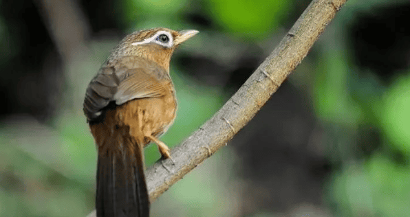 What are the beautiful names, shapes and habits of thrushes