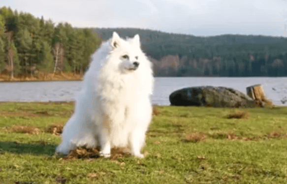 45 wonderful breeds of dogs: Take you to experience the style of pets from all over the world!