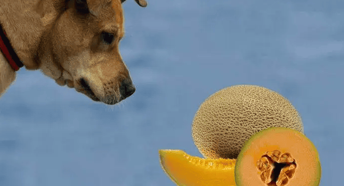 Can dogs eat cantaloupe