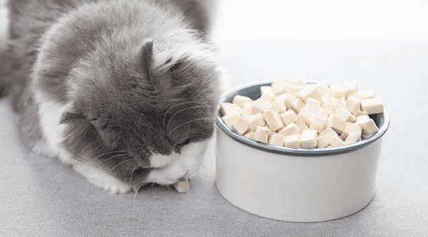 How to treat picky cats? Recommended freeze-dried staple foods that are top on the list