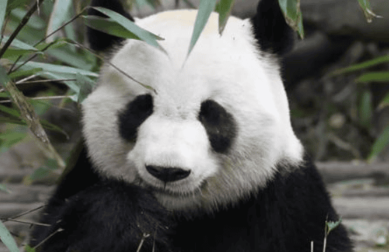 How much do you know about the introduction of giant pandas?