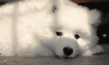 Desert The difference between a Samoyed and a Samoyed