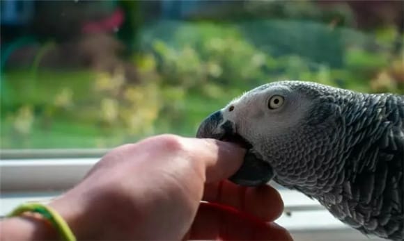 Parrot Behavior: 6 Reasons Why Parrots Bite