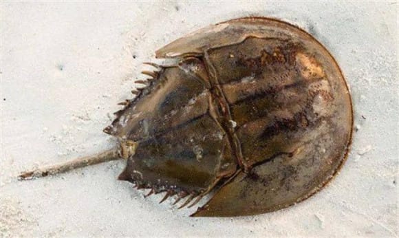 The blood of horseshoe crab What is the role of blood?