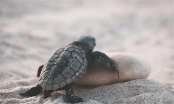 Never touch these 5 taboos when dealing with turtles, otherwise it will hate you forever! ><p>Taboo 1: Turn over the turtle's shell at will</p><p>The turtle's shell is its protective umbrella, a haven for defense and rest. Each turtle shell has its own unique beauty and ecological significance, and is also a symbol of the turtle's personality and unique identity. Flipping a turtle's shell will not only disturb its rest, but will also make it feel frightened and uneasy, and in serious cases may even cause harm to it. Therefore, when getting along with a turtle, we should respect its shell and avoid touching it casually. </p><p>Taboo 2: Disturbing the turtle’s food</p><p>When the turtle is hunting prey, it is fully focused. This is its natural survival instinct. Disturbing it while it is eating will affect its appetite, which may have an impact on the turtle's health in the long run. At the same time, this may also damage the trusting relationship between you and your turtle. Therefore, keeping quiet when the turtle is eating and letting it enjoy its food in peace is a rule that every responsible breeder should follow. </p><p>Taboo 3: Frequently changing the living environment of turtles</p><p>Turtles have weak adaptability to the environment, and they need a stable and safe living environment. Changing the living environment too frequently can make the turtle feel anxious and restless, which is detrimental to its health and growth. Therefore, it is every owner's responsibility to provide a warm, stable home for the tortoise. </p><p>Taboo 4: Treat turtles roughly</p><p>Although turtles are docile, they also have their own dignity and feelings. Any form of rough treatment may hurt his feelings and affect his trust in you. Treating the turtle gently and patiently and respecting its living habits are the basis for establishing a good interactive relationship. </p><p style=