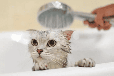 Cat Bathing Precautions