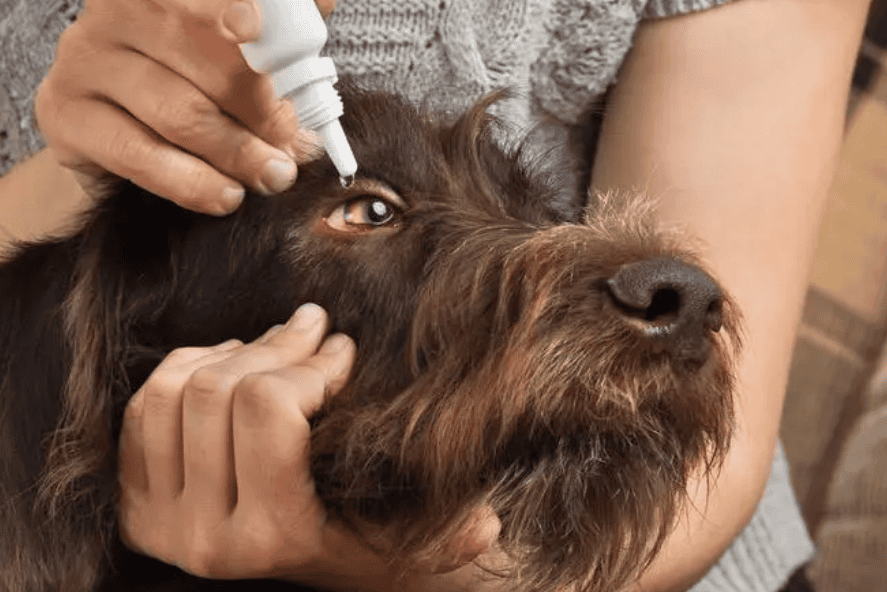 What eye drops should you use if your dog's eyes are inflamed?