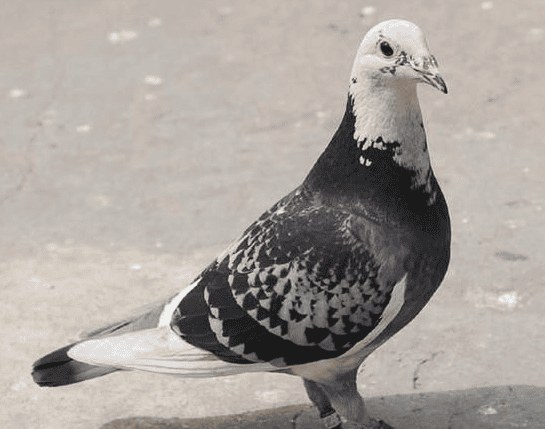 Maybe you don't know yet, homing pigeons are actually not unique to our country