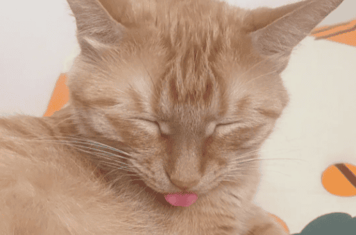 The cat spits out a little tongue while sleeping