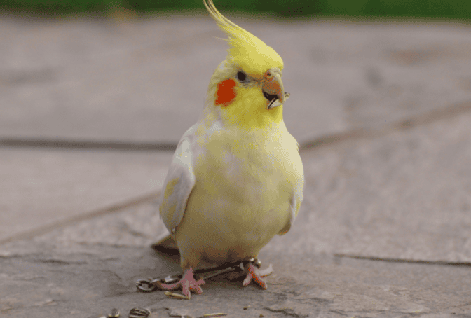 Thousands Never raise a cockatiel