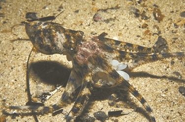 Beware of accidentally eating blue-ringed octopus Cause poisoning