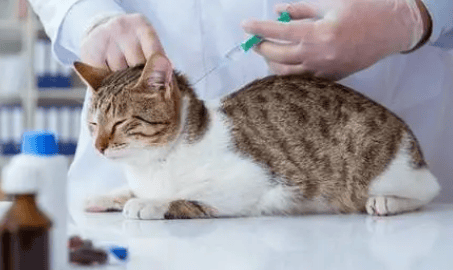 Cats How many months should vaccinations begin? width=