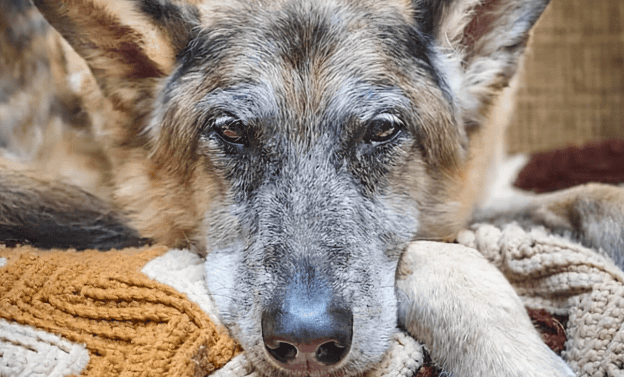 What you should know about the behavioral changes in older dogs