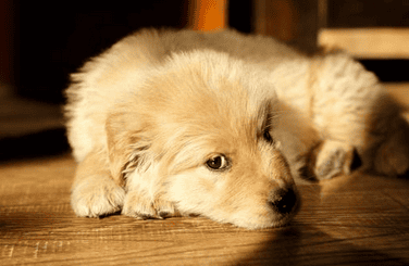 Dogs Can dog diarrhea heal on its own?