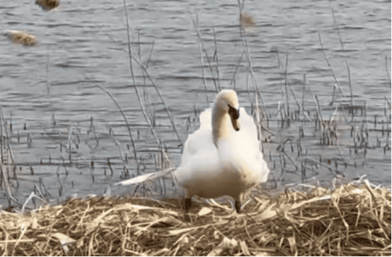  The mute swan egg, a national second-level protected wild animal, was stolen! 