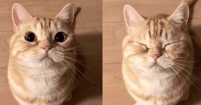 How much do you know about cats' body language?