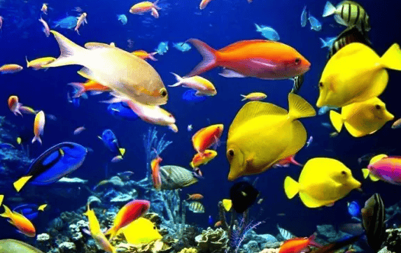 Basics of raising tropical fish Knowledge