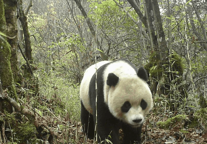 Giant panda, a very unique and precious animal