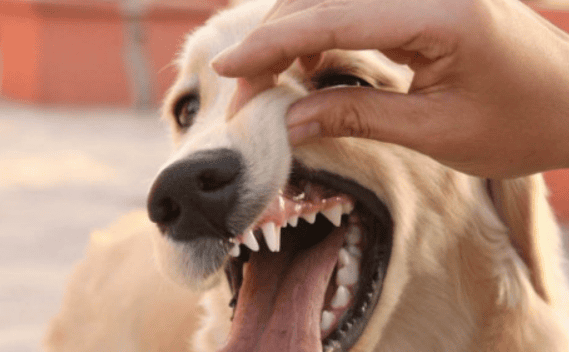 Dog's teeth are scratched and bleeding slightly