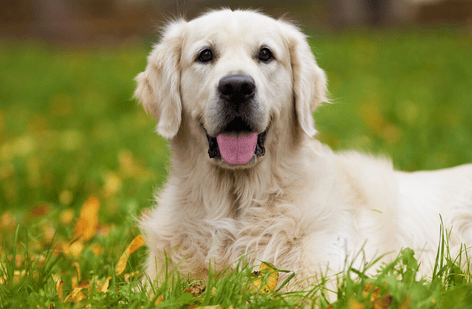 What medicine can cure indigestion in dogs quickly?