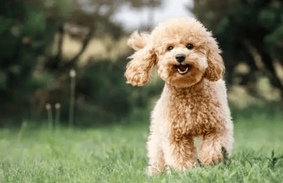 Why are dogs running wildly at home? When dogs are particularly excited or happy, they will run and jump wildly. Those who have noticed it can easily observe that the moment they pick up the leash, the dog will definitely run around the house excitedly. One lap. It is easy for the dog owner to feel the inner happiness of the dog. </p><p>Physical reasons</p><p style=