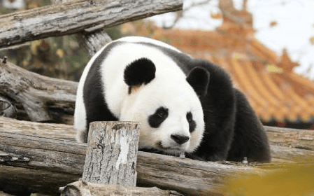 Isn't the giant panda an iron-eater? But it's too weak, it's highly myopic, it's forced to eat bamboo