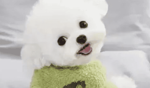 Bichon Frize Advantages and Disadvantages of Dogs