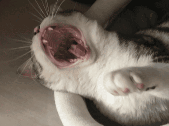  Is it harmful if a cat does not brush its teeth for a lifetime?