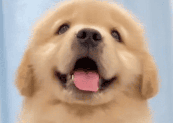 Ranking of the ten best dog breeds, which one does your family rank first? Golden Retriever</p><p>Golden Retrievers have won the love of countless people for their gentle, friendly character and loyal qualities. They are very patient with their owners, good at observing words and emotions, and can understand their owners' emotions and needs. At the same time, the golden retriever’s IQ ranks fourth in the world and is easy to train, making it an ideal choice for family pets. </p><p>Second place: Labrador Retriever</p><p>Labrador is an intelligent, lively large dog. They are gentle and friendly to people and are one of the three non-aggressive dogs. Labradors are great as guide dogs and search and rescue dogs because they are smart, loyal and easy to train. At the same time, Labradors are loyal to their owners and make ideal family pets. </p><p>Third place: Border Collie</p><p>Border Collie is famous for its extremely high IQ and excellent working ability. They are energetic, good at understanding their owner's intentions, and can quickly learn various skills and commands. Border Collies require daily companionship and exercise, making them suitable for owners who have enough time and energy to spend with them. </p><p>Fourth place: Poodle</p><p>The Poodle is an elegant and intelligent dog breed. They are lively, friendly and highly trainable. Best of all, Poodles don’t shed easily, making them ideal for families who are allergic to pet hair. At the same time, Poodles also have a high IQ and can easily learn various skills and actions. </p><p>Fifth place: Pug</p><p>Pug is a cute small dog that is loved by people for its unique facial features and quiet personality. They are gentle, lively and cute, and do not require regular exercise, making them very suitable for raising in cities. Pug dogs are loyal to their owners and make ideal family companions. </p><p style=