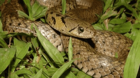 Cauliflower snake: Poisonous or non-venomous? It turns out that there are several species of snakes that have the same name.