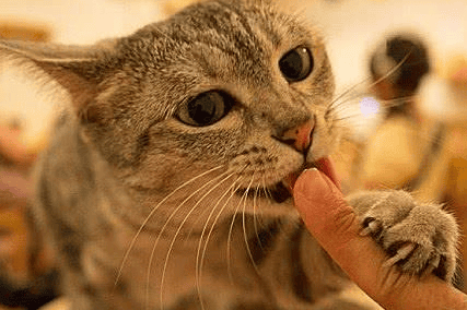 Why do cats like to lick their owners' crunching nests