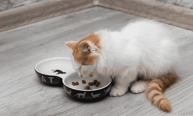 Do cats not like to eat in summer